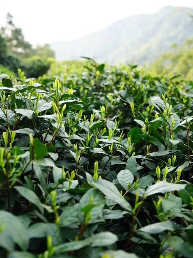 西湖龙井茶树品种 西湖龙井茶树品种有群体种跟龙井43两种.