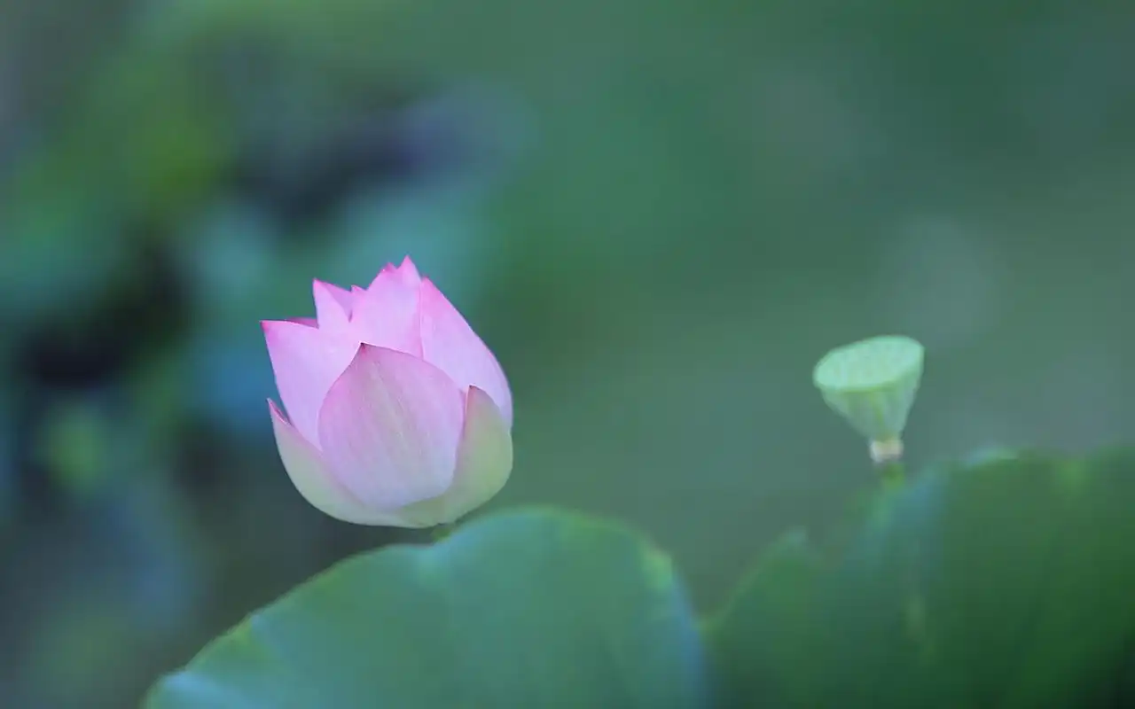 电脑壁纸 花卉 鲜花 一枝枝荷花亭亭玉立