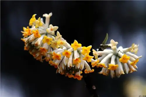 【原创摄影,诗歌】结香花 - 岘山游客 - 岘山游客的博客