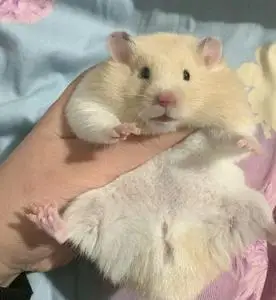 长毛家养仓鼠熊米熊金丝黑熊虎纹纯银熊可上手包活包健康