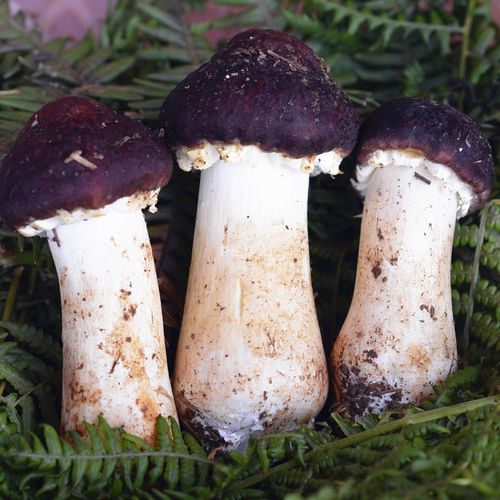 云南新鲜姬松茸非野生松茸巴西蘑菇炒菜美味新鲜松茸