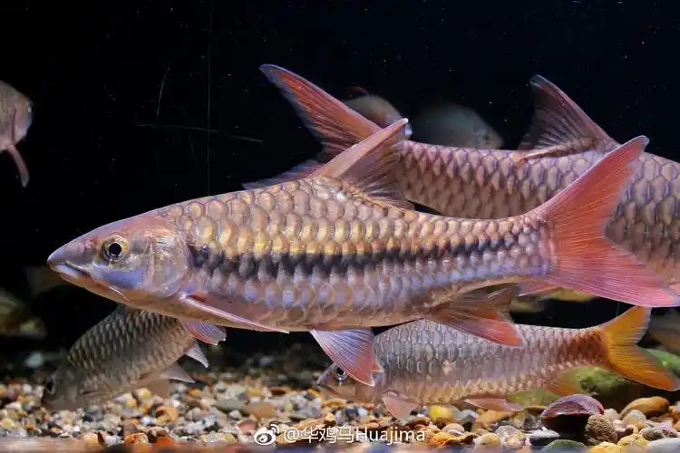 我你养过的吉罗鱼种概绍结鱼