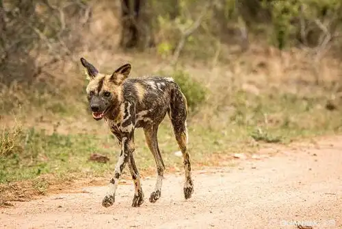 野狗图片_图片大全