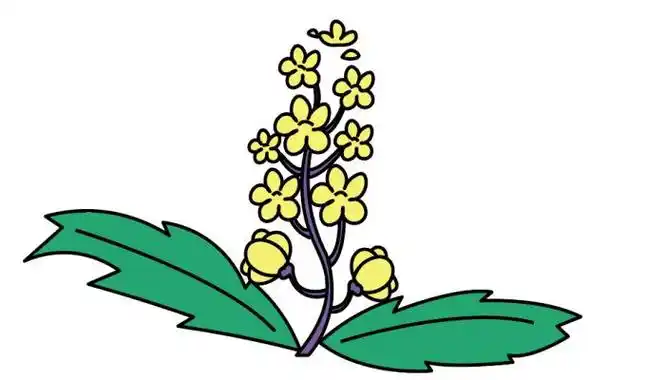 油菜花简笔画油菜花简笔画怎么画