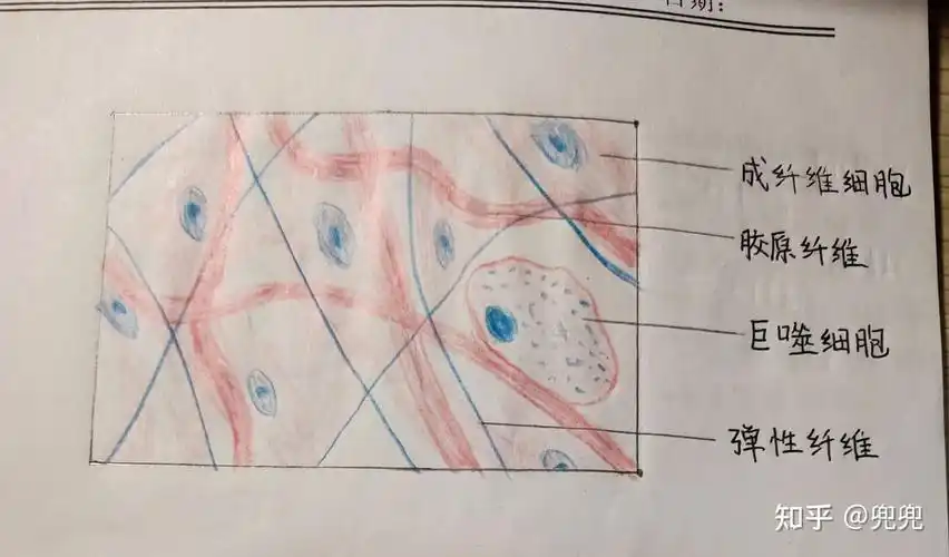 组胚红蓝铅笔绘图