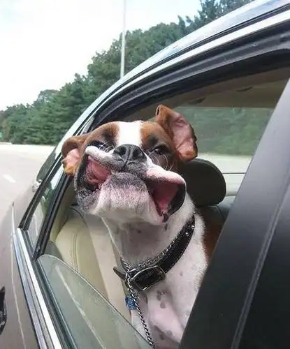 坐车的时候狗狗总喜欢把头探到窗外,   嘴皮松的狗子就面临问题啦