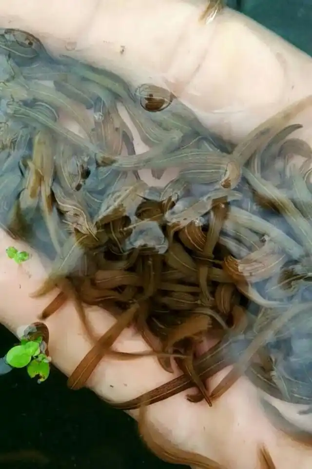 探讨水蛭养殖前景 高利润与高风险并存