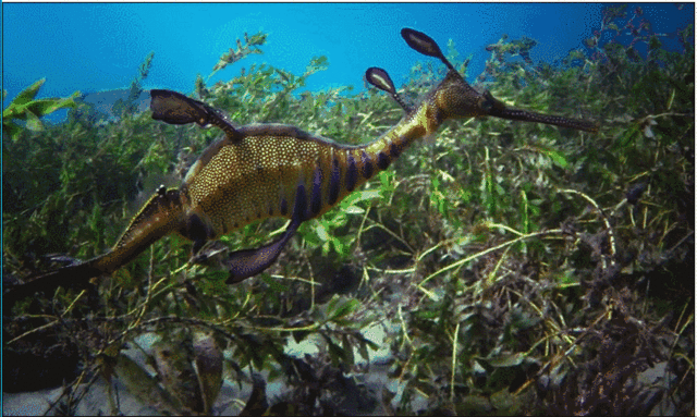 动物星球第47课最佳奶爸是谁海马