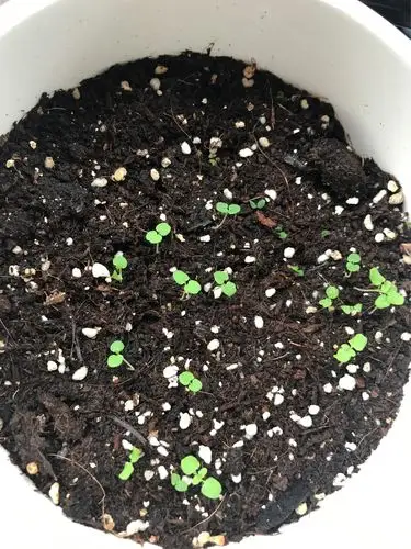 【亲子作业】曲折的薄荷种植之路