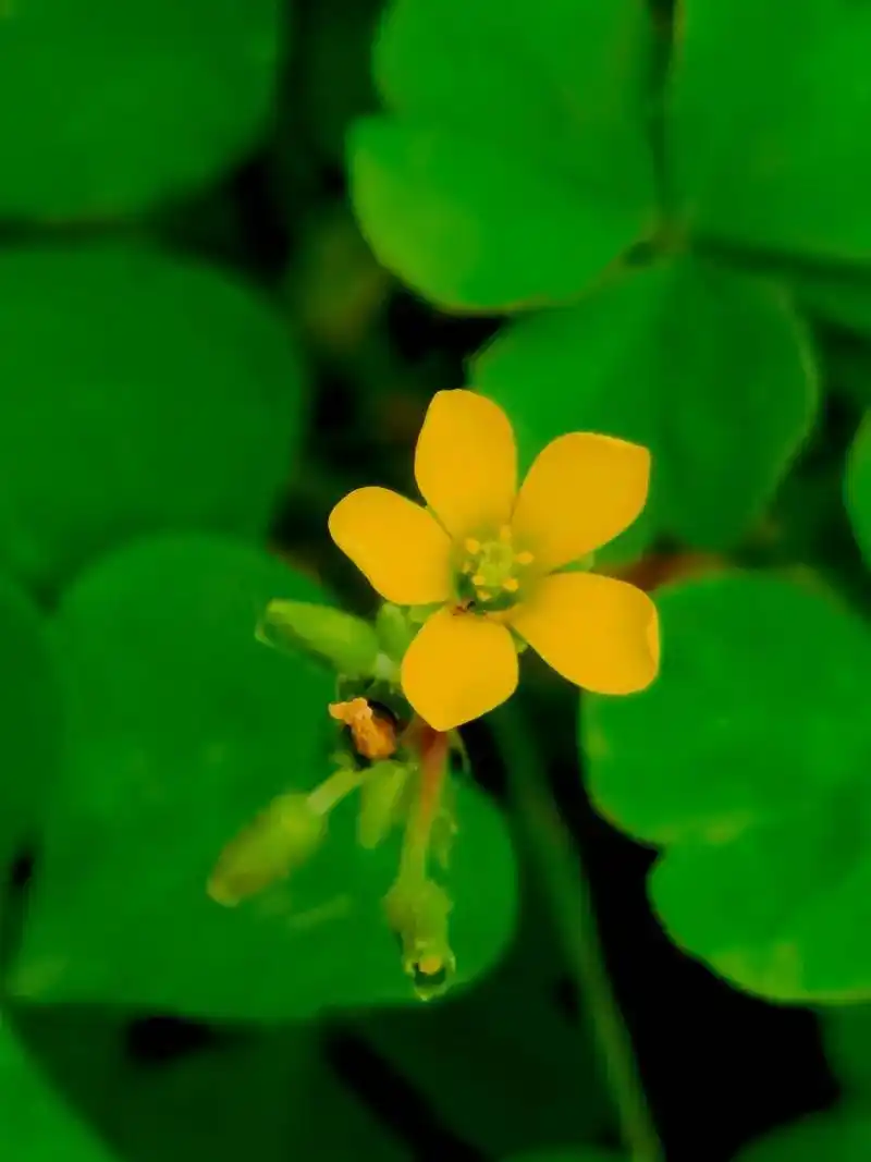 黄花酢浆草 黄花酢浆草:多年生草本植物,花黄色,萼片5,花瓣 - 抖音
