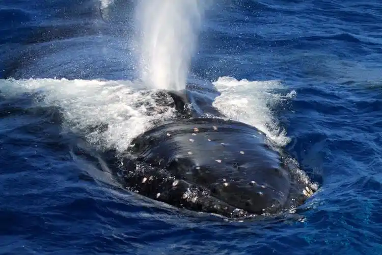 大翅鲸megaptera novaeangliae gray