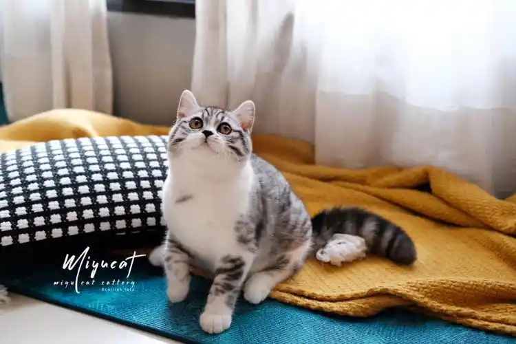 银色豹点加白苏格兰立耳猫