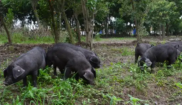养殖户如何让沙乌头猪稳产?