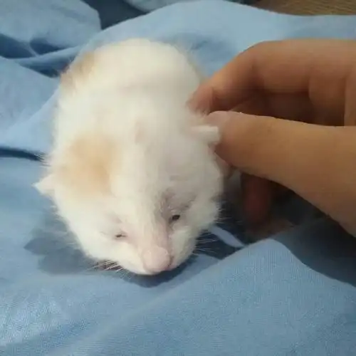 我家刚出生几天的小猫给大家看