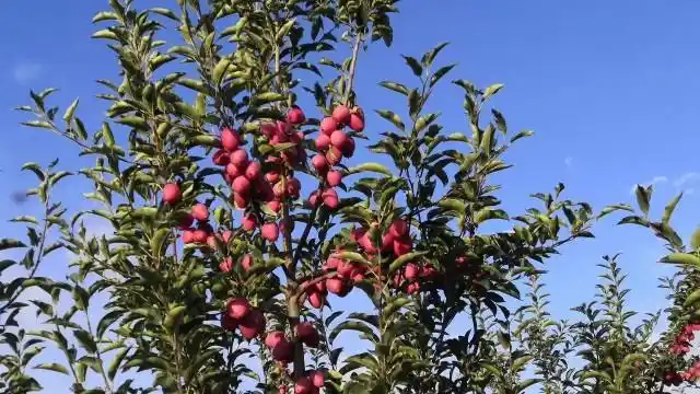 新疆香妃海棠果4斤礼盒装40枚左右伊犁香妃海棠酸甜口感新鲜采摘 2000