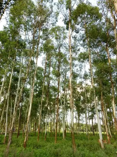 小叶桉树绿荫成林