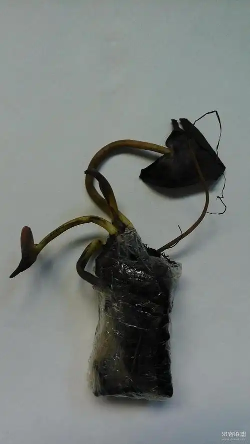 水生植物 碗莲根块大睡莲水培植-网华华