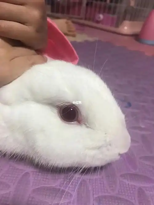 求教兔子眼睛怎么了
