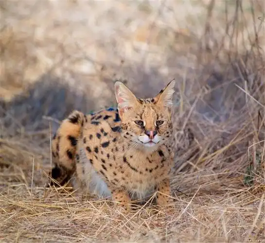 有种小型猫科动物,有猎豹般的才能却不去用,白瞎了这条件