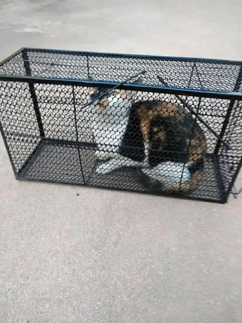 捕猫笼大号捉狗笼抓猫神器猫笼家用捕捉夹子捕寻猫笼人道救援折叠带