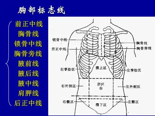 系统解剖学ppt课件ppt