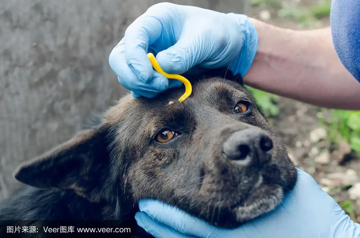 戴着蓝色手套的人的手用狗的钩去除蜱虫