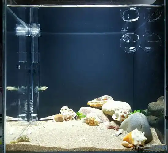 新开个30方,卷贝缸养水中,4天了 - 三湖慈鲷学堂 - 龙巅三湖慈鲷