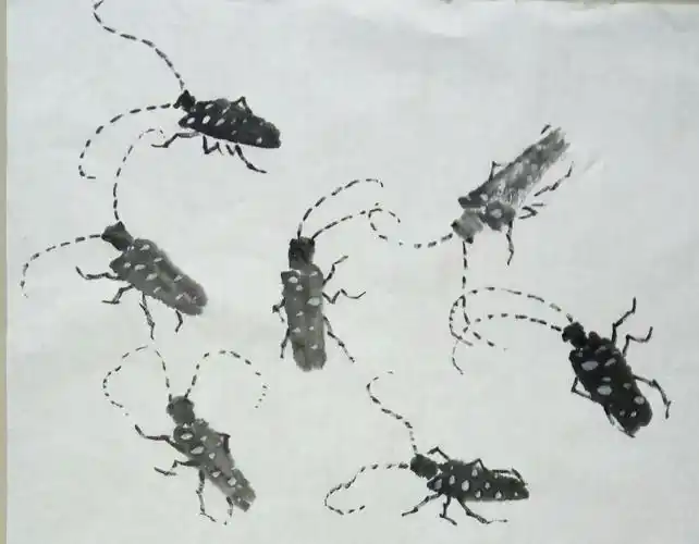 第四课:天牛的画法