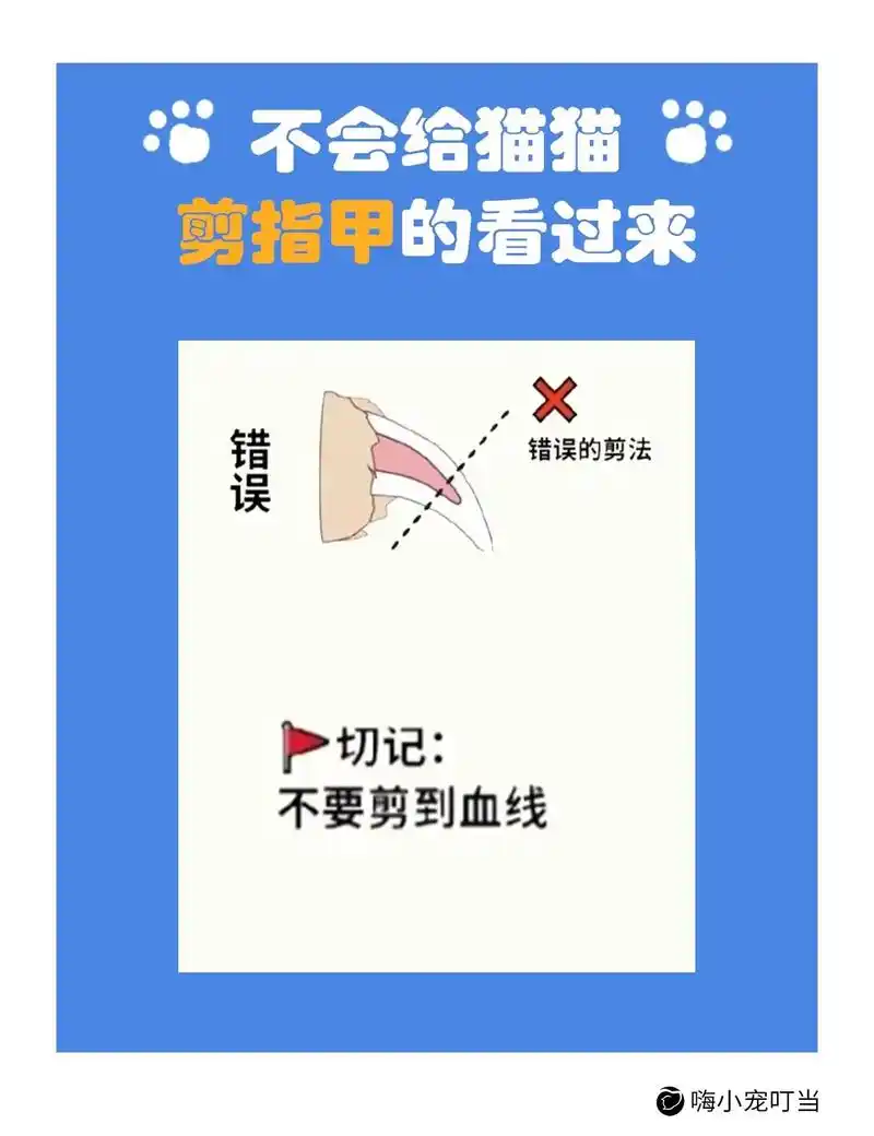 新手必看|猫咪剪指甲.#抖音图文来了  不会给猫猫剪指甲的看 - 抖音