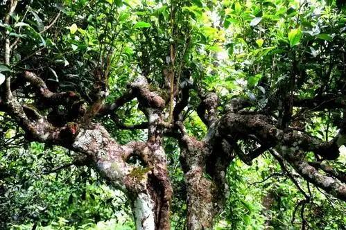 勐海茶区有哪些著名茶山又有哪些古树普洱茶山头