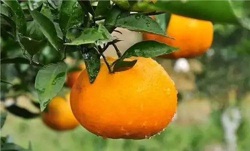 椪柑来自柑橘之乡衢州的珍宝