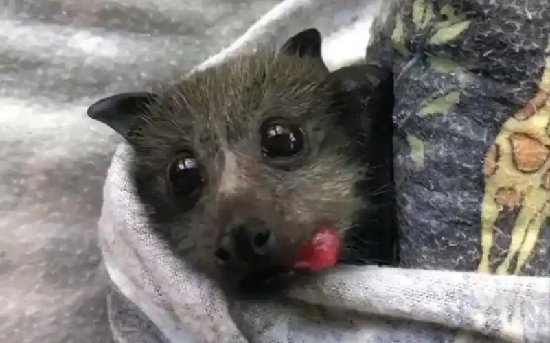 【ins搬运】小果蝠吃水果