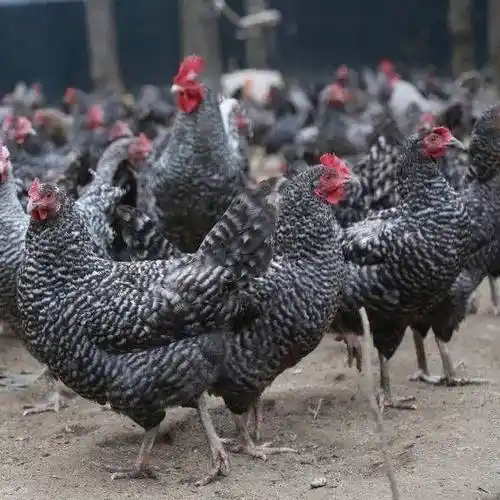 散养芦花鸡纯粮食鸡溜达鸡