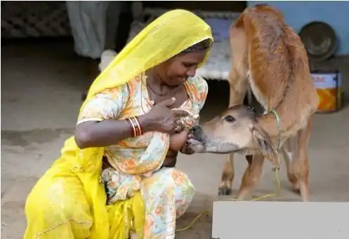 [分享]人喝牛奶听说过,牛喝人奶谁见过!
