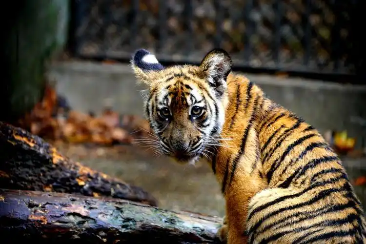 上海动物园里的中国虎6