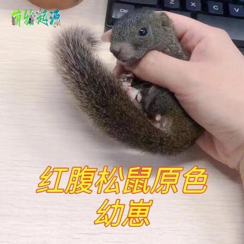 宠物松鼠饲养异宠幼鼠合格抖音活宠学生懒人亲人小松鼠 红腹松鼠幼崽