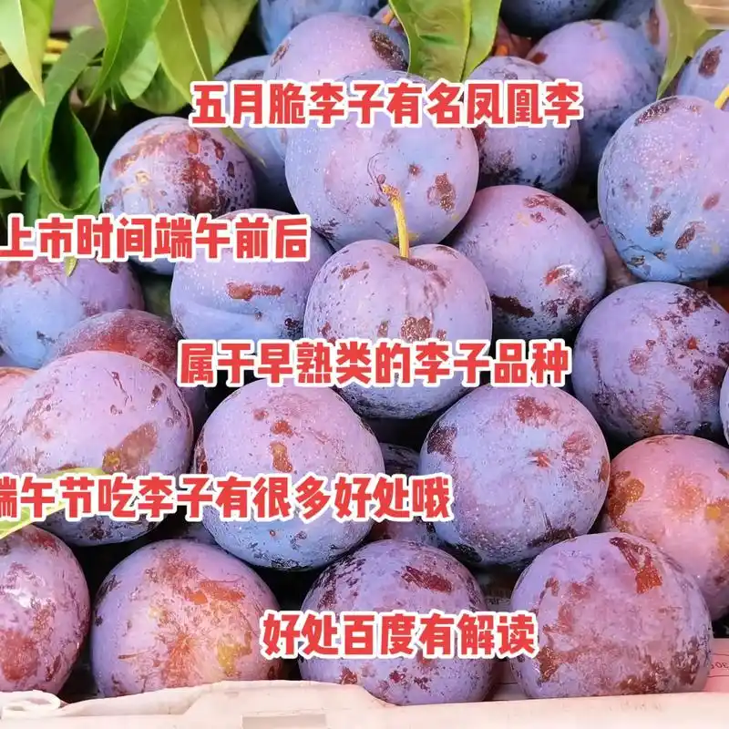 春日图文伙伴计划 李子季节来了哦,今天推荐两款李子品种,五 - 抖音