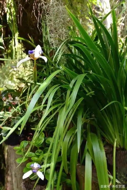 巴西鸢尾盆栽