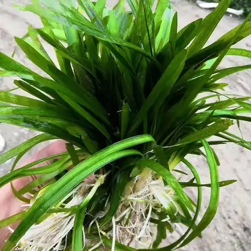 四季青短叶小苦草常青短叶耐寒鱼缸矮生苦草苗鱼虾蟹专用水草