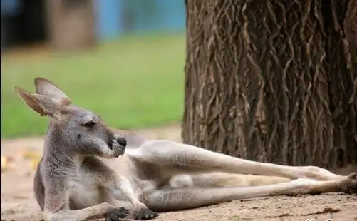 美女都羡慕的大长腿动物全在这里!