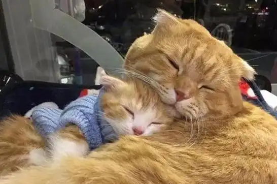 猫咪把你当父母才会有的6个表现中4个以上说明你赚到了