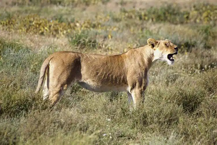 白天,侧面,旅游,度假,草地,草坪,美景,植物,哺乳动物,野生动物,狮子