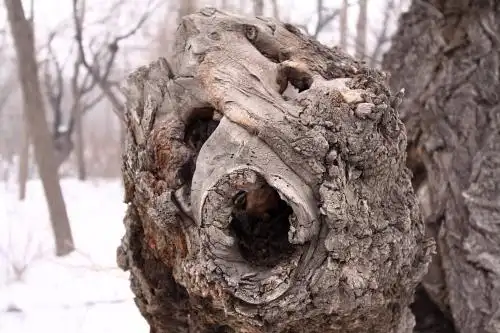 展开全部 榆木疙瘩,是汉语词汇,解释为坚硬的榆树根.