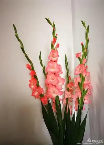 剑兰花开节节高