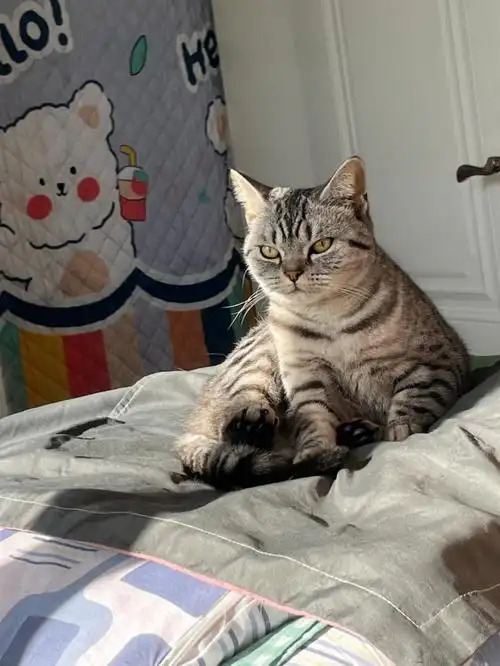 美短虎斑  #美短鱼骨纹  她不臭 没有满身细菌 不是招邪的动物 她是