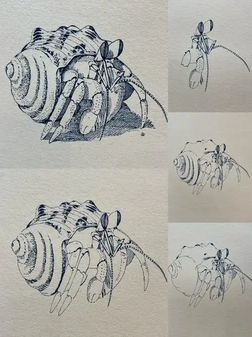 寄居蟹简单画法示范【附详细步骤图