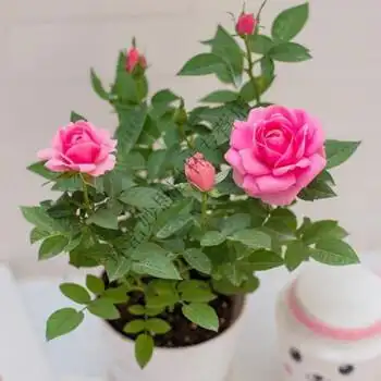 四季红玫瑰花苗盆栽阳台植物欧洲月季苗月月开花带花苞鲜花真花 淑女