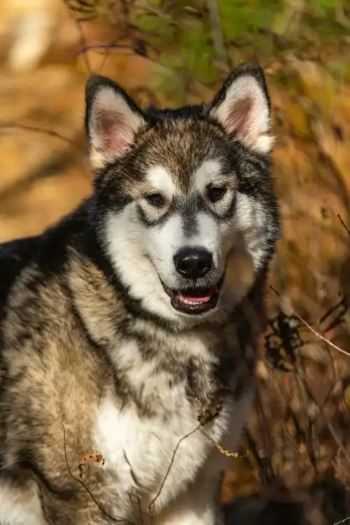 阿拉斯加犬的魅力与挑战:你真的准备好迎接这个巨型伴侣吗?