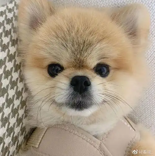 狗子头像可爱又憨憨的狗子头像奶凶奶凶可爱情侣狗子头像