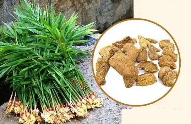 止血止痛之炮姜